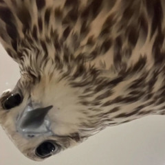 S7