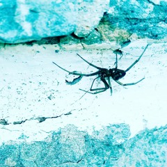 MURDERRESCORDSCASHLABEL