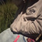 isagae