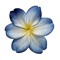 starla