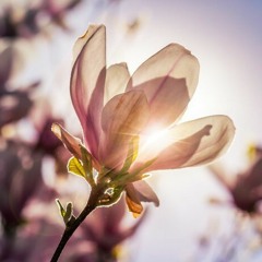 Người Yêu Cũ Có Người Yêu Mới - Nước Mắt - Don Hồ - Diễm Sương.mp3