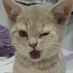 tnhu