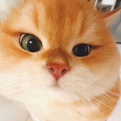 meo