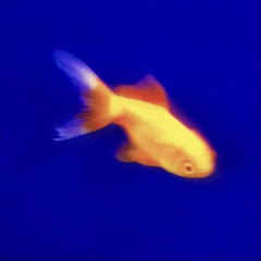 Ryoh