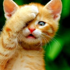 Feliz The Cat.