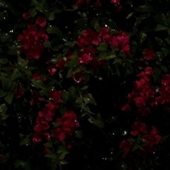 onlyrosehun