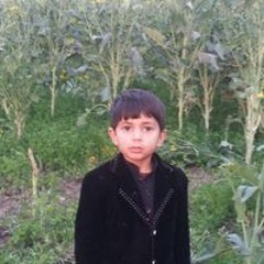Niaz Gul