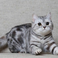Богдан