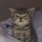 Nidz_Likes_Cats