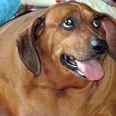 Grifith McPrangle III