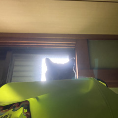 Piombo