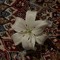 نـوّارَة