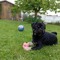 Marley
