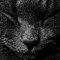 Caracal