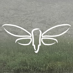 Cicada Flight