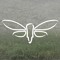 Cicada Flight