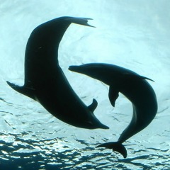 Dolphick