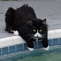 Ninja
