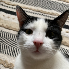 DJemil