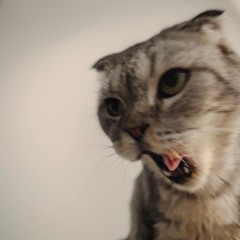 Kim the Cats Owner