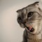 Kim the Cats Owner