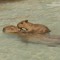 le Vieil Ours