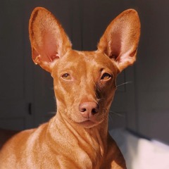 Mauri