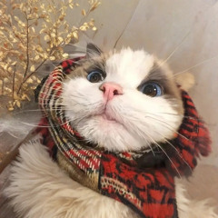Kiên Còii