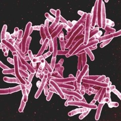 Mycobacterium Tuberculo