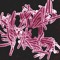 Mycobacterium Tuberculo
