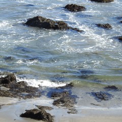 Seaturtles60