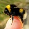 bombus hortorum