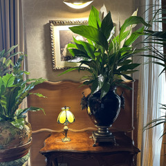 houseplant