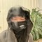 phuc hoang