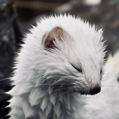 theprinceofweasels