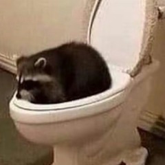Raccon_In_Toilet