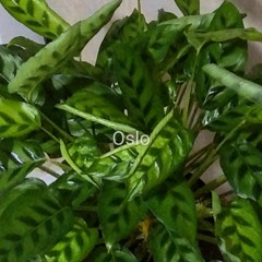 Diego Alejandro Perdomo