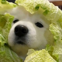한방두방세방네방오방