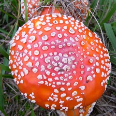Rising Mushrooms