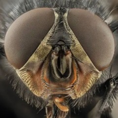 𝕯𝕵 𝕱𝕿𝕿𝖃𝕴𝕬