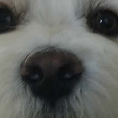 Purkki