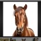 horse