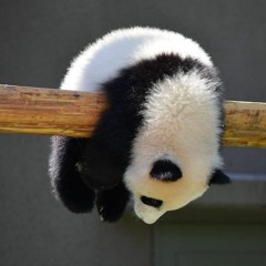 Shifa Thee Panda