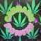 Weed_king