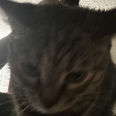Amelia.roxy