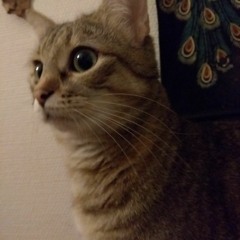 tnecniv