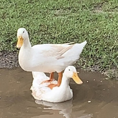 Bucket_O_Ducks