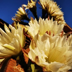 flordeotoño