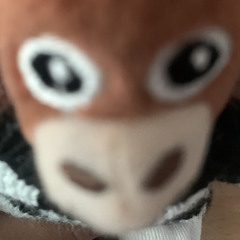 토랑이
