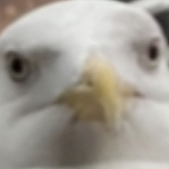 BirBB